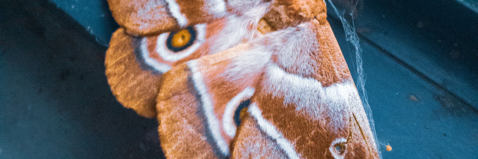 zano_ben's profile banner image