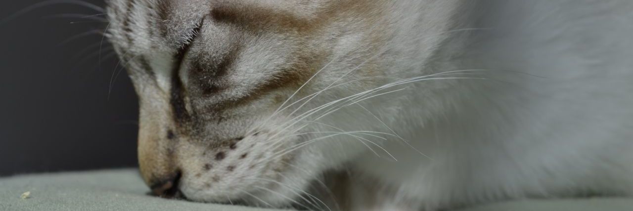 cocccix's profile banner image