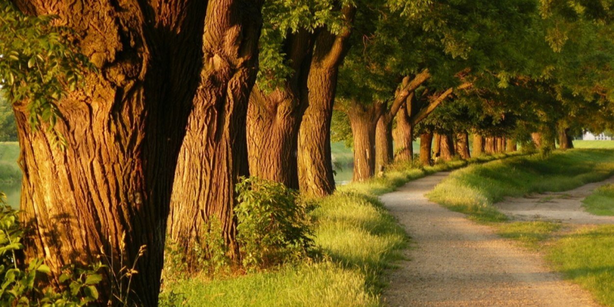 ROCIO_R_CARRION's profile banner image