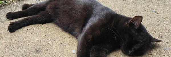 petnq Profile Banner