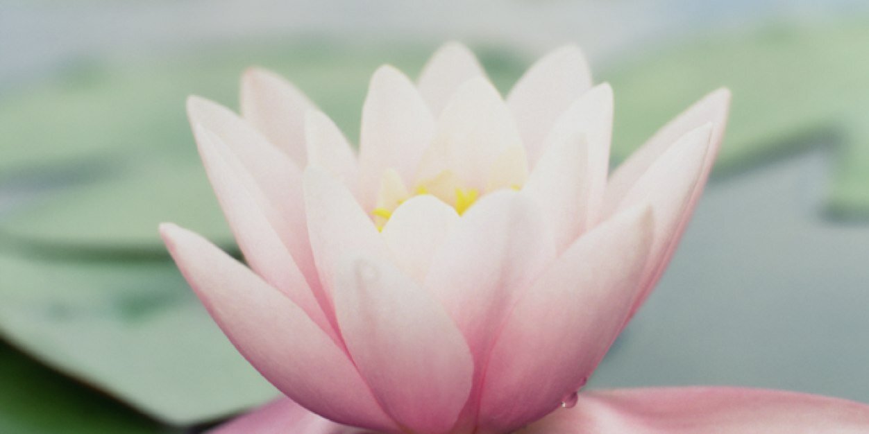 lynettegilford's profile banner image