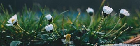 Teri Morris banner