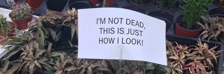 thisisdioni's profile banner image