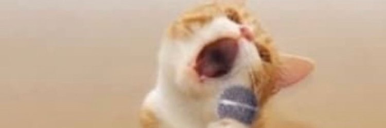 littleschauer's profile banner image