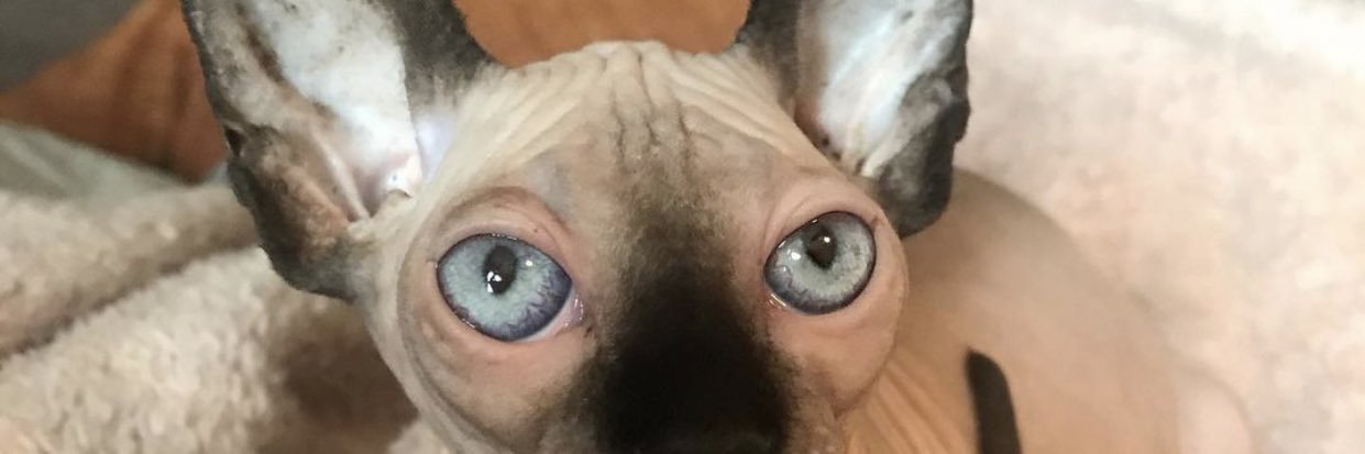 sabrinabloom1's profile banner image