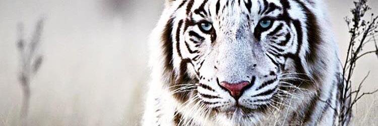 Marco__Ferretti's profile banner image