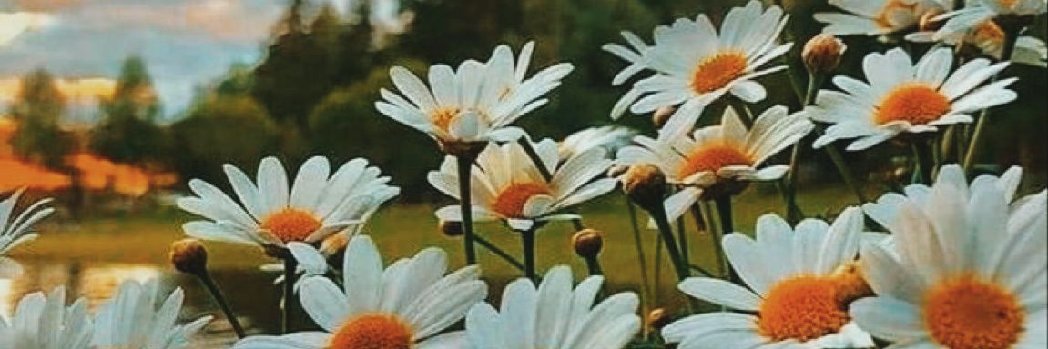 su_shn's profile banner image