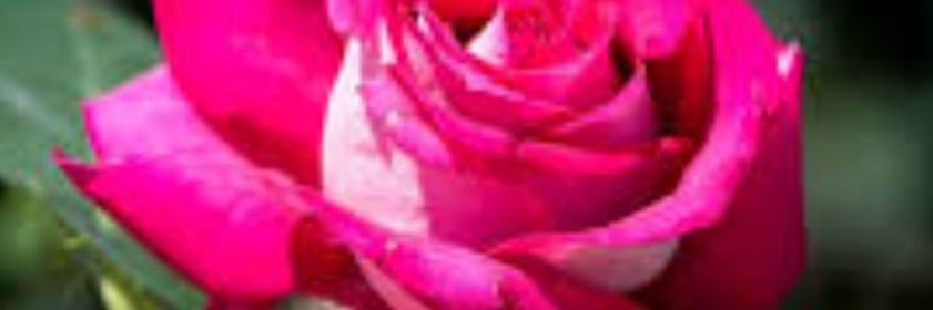 iveirra's profile banner image