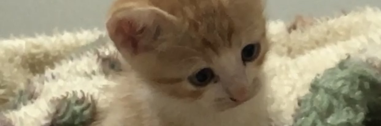 thalyasantoss's profile banner image