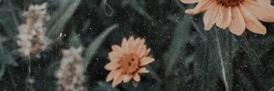 CamiCrai's profile banner image
