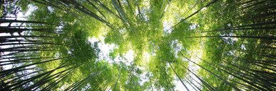 Federica Pesce banner