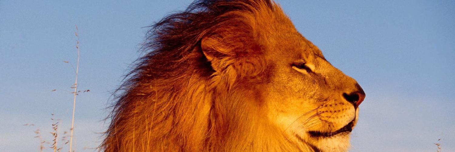 drkdmrlgs's profile banner image