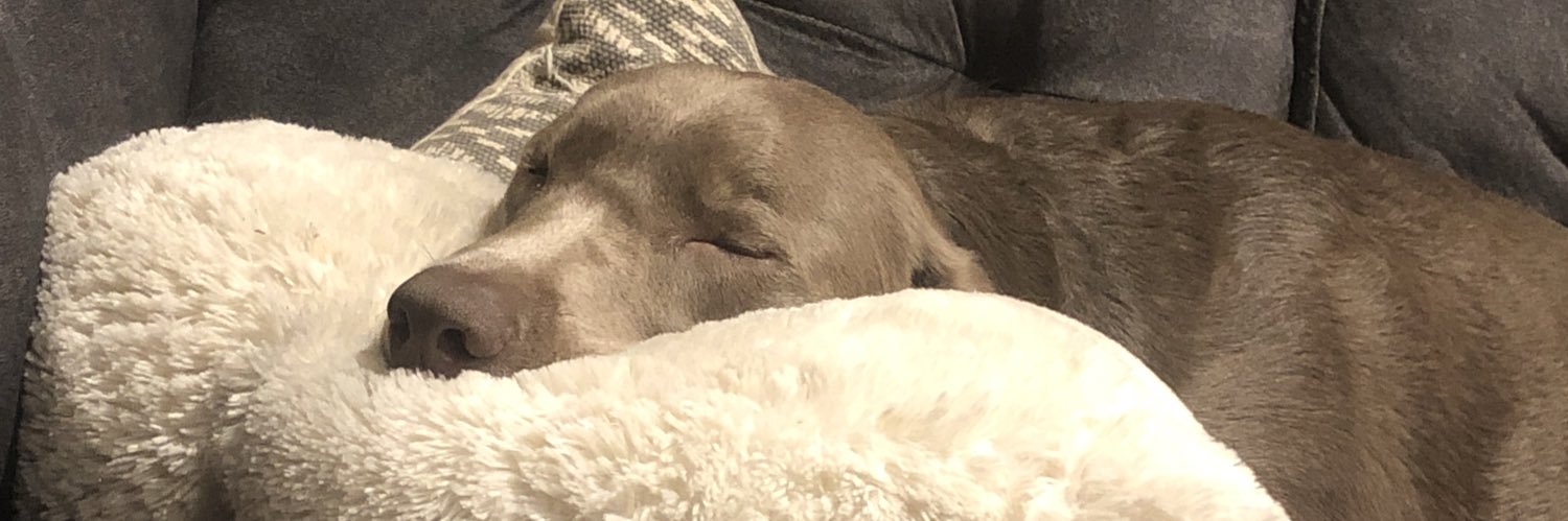 Madison Distasio banner