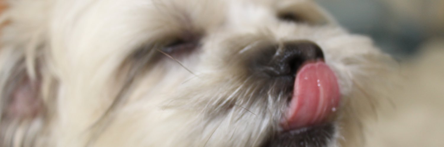 shutupjune's profile banner image