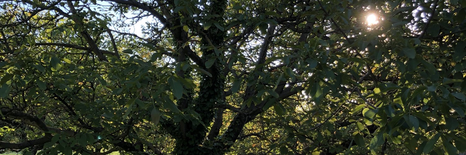 SebLyon's profile banner image