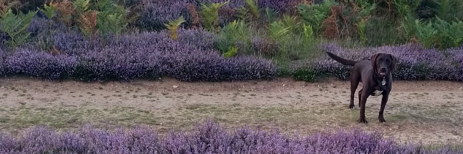 bdraycott88's profile banner image