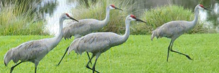 Fendi and angel Foxy banner