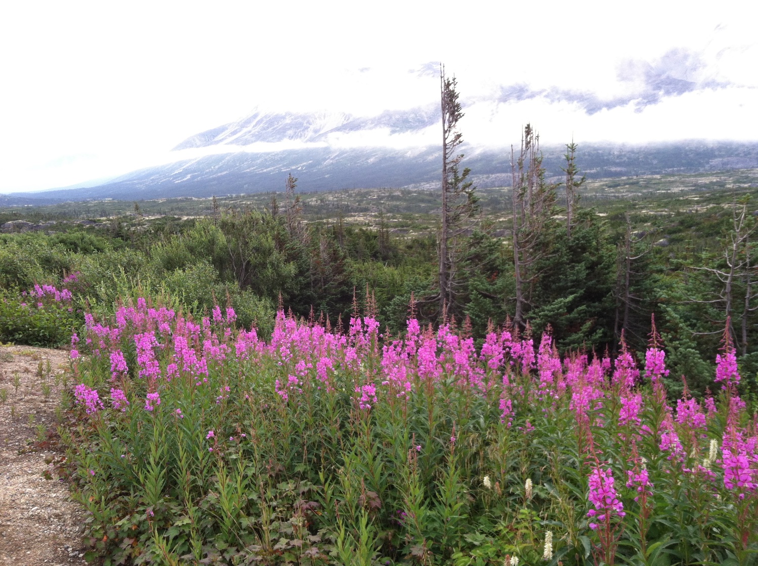Nina A Tomei, MD banner
