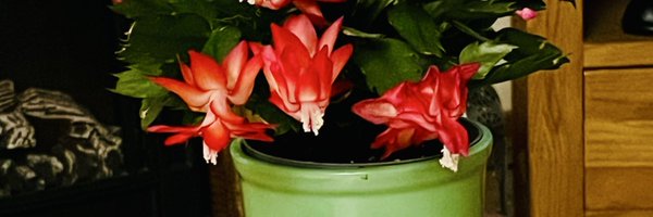 teresae51664062 Profile Banner