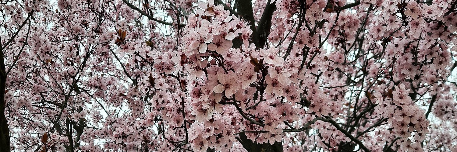 🌸 MISTY 🌸 banner