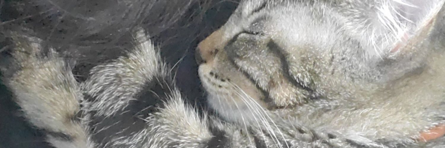 taymmo's profile banner image
