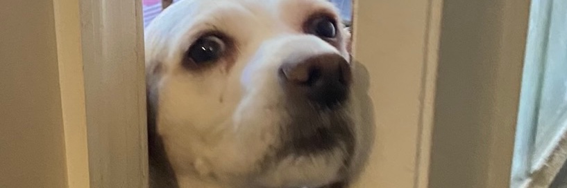 MrsKellyRose's profile banner image