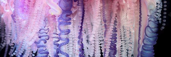 Ecmoy Profile Banner