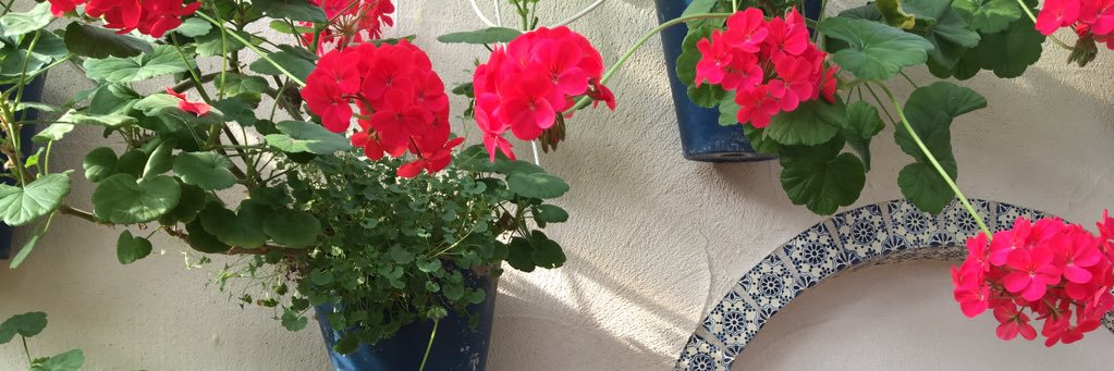 chankoro08's profile banner image