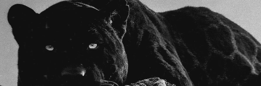 alvzfs's profile banner image