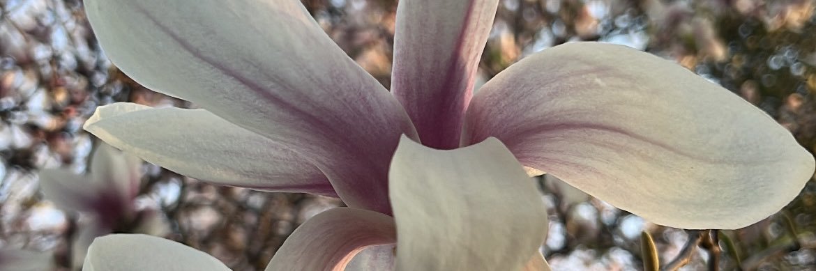 V_inez34's profile banner image
