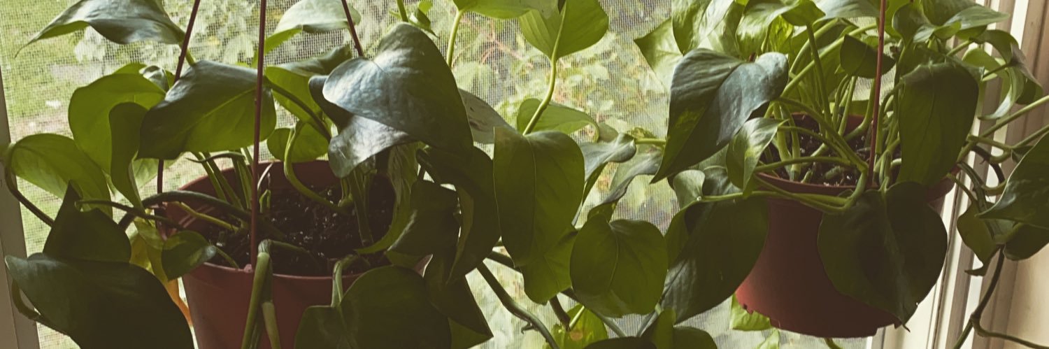 M Thanng banner