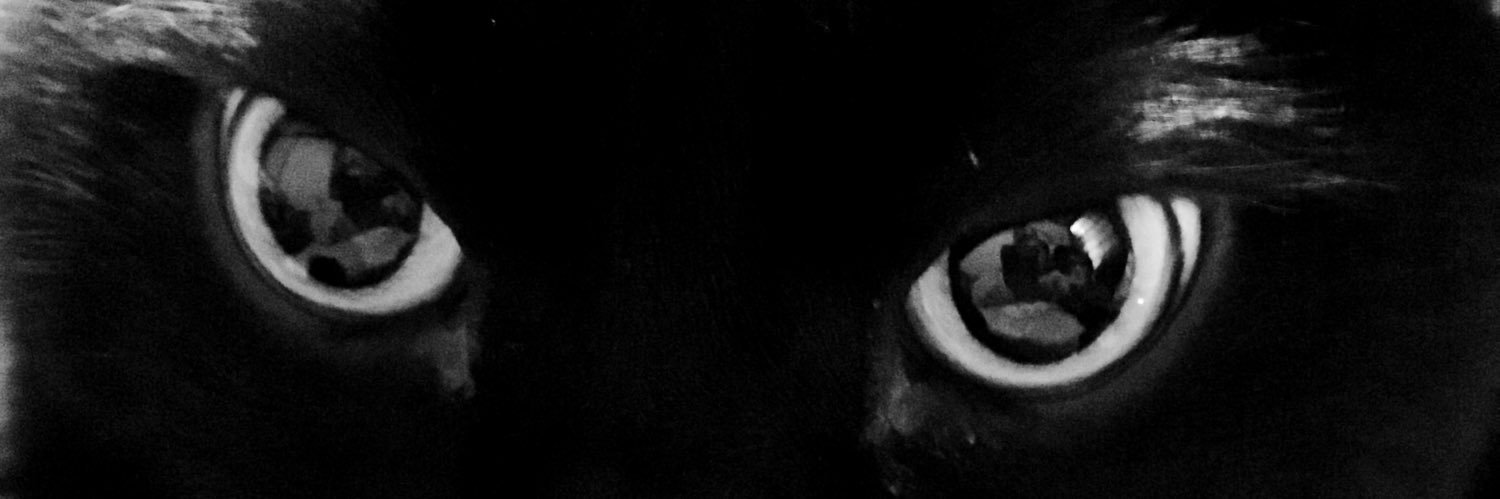 catune's profile banner image