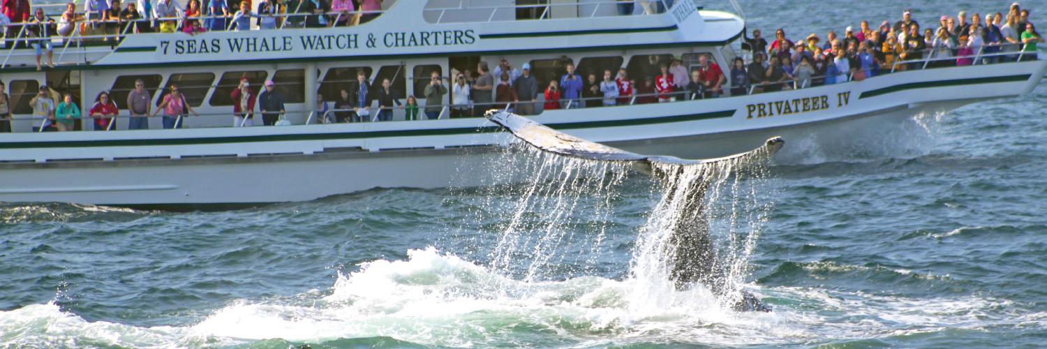 WhaleWatching's profile banner image