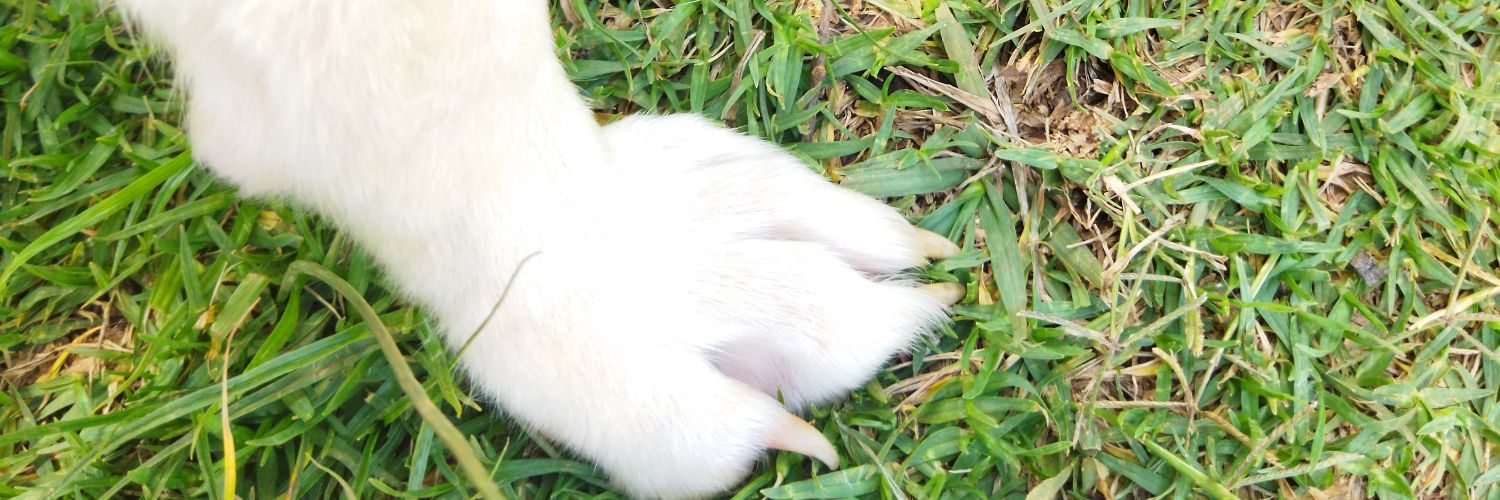 Dottikiyait's profile banner image