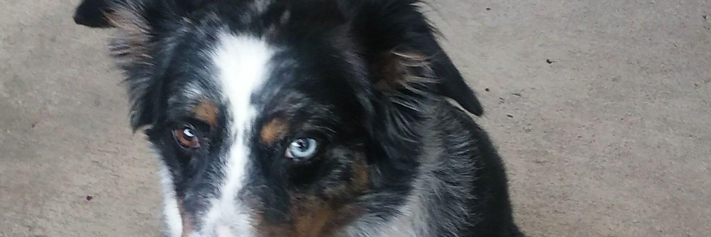BoldAmoeba's profile banner image