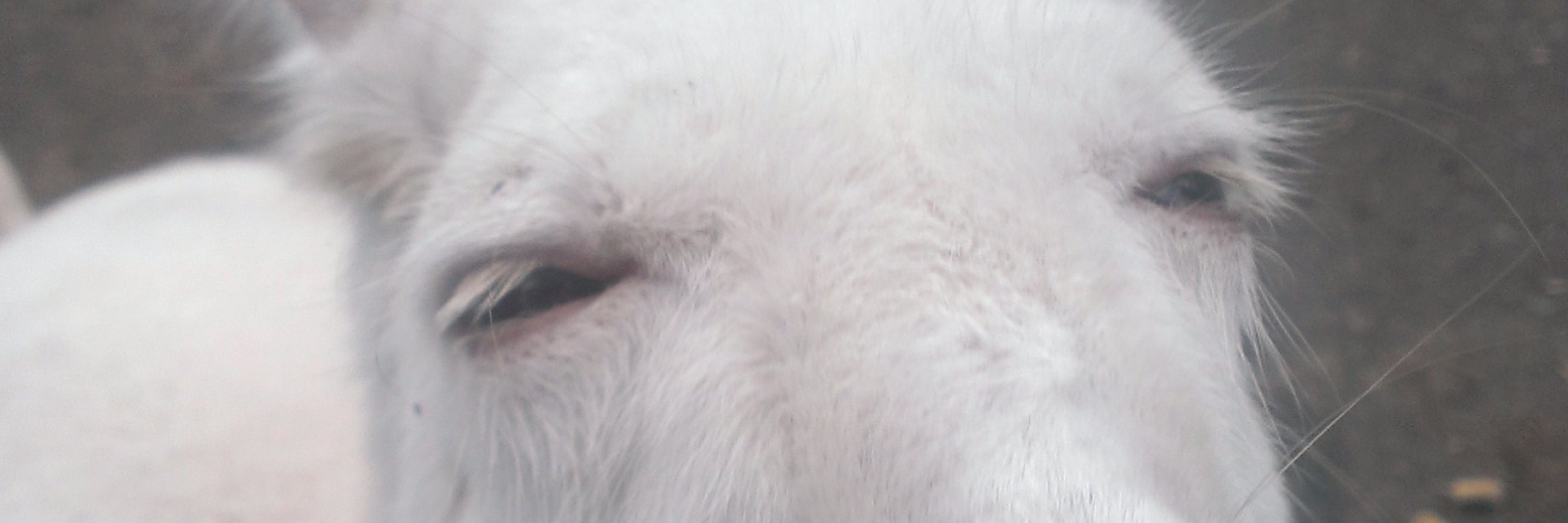 doragonThick's profile banner image