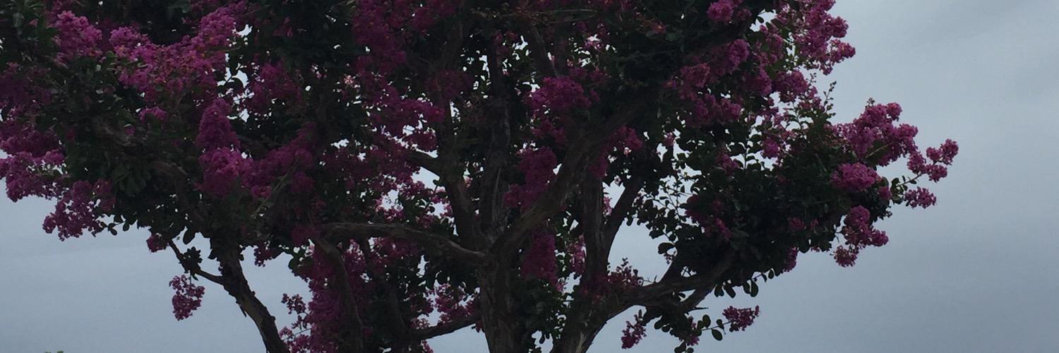 Lola Indigo banner