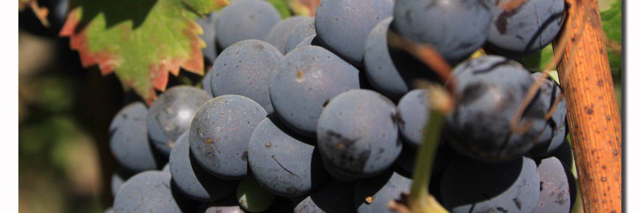 ArteSanoWine's profile banner image