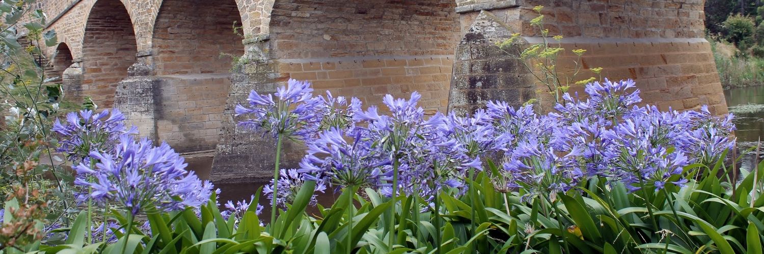 🐱 Donna ⚡ banner