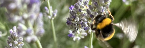 EvaPomares Profile Banner