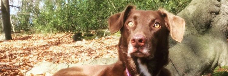 PawsLoughton's profile banner image