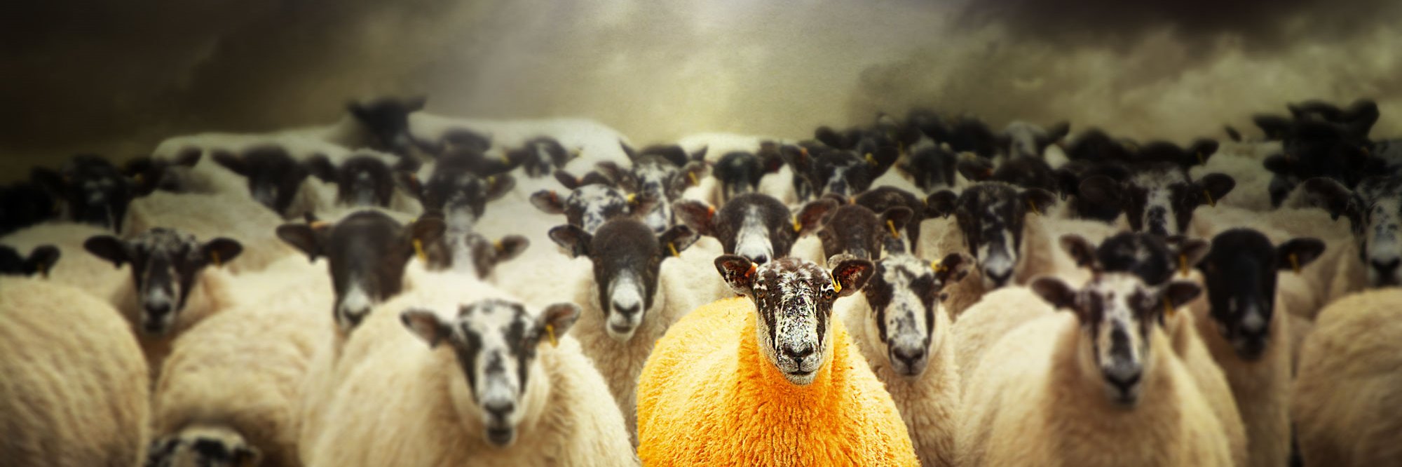 Matt Davidson banner