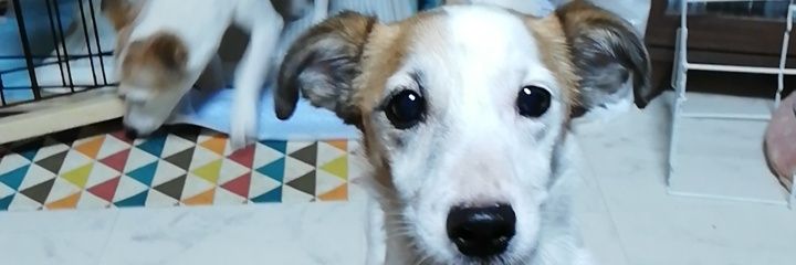 rupagonsedori's profile banner image