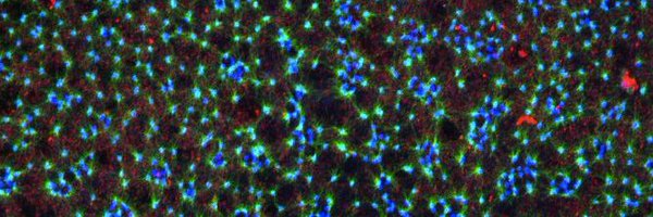 JRafflab Profile Banner
