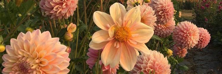 cassidy9898's profile banner image