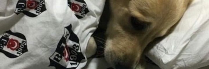Bekoo71's profile banner image