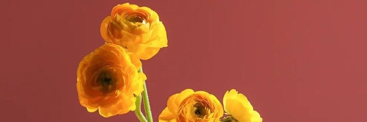 Mo_Rolakeh's profile banner image