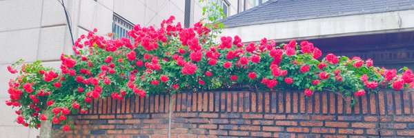 irinamow Profile Banner