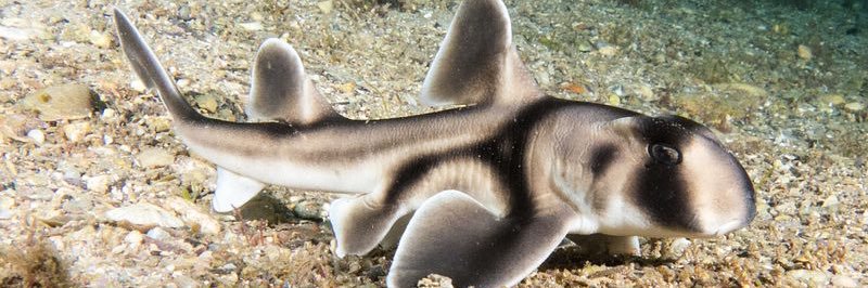 kay 🦈 banner