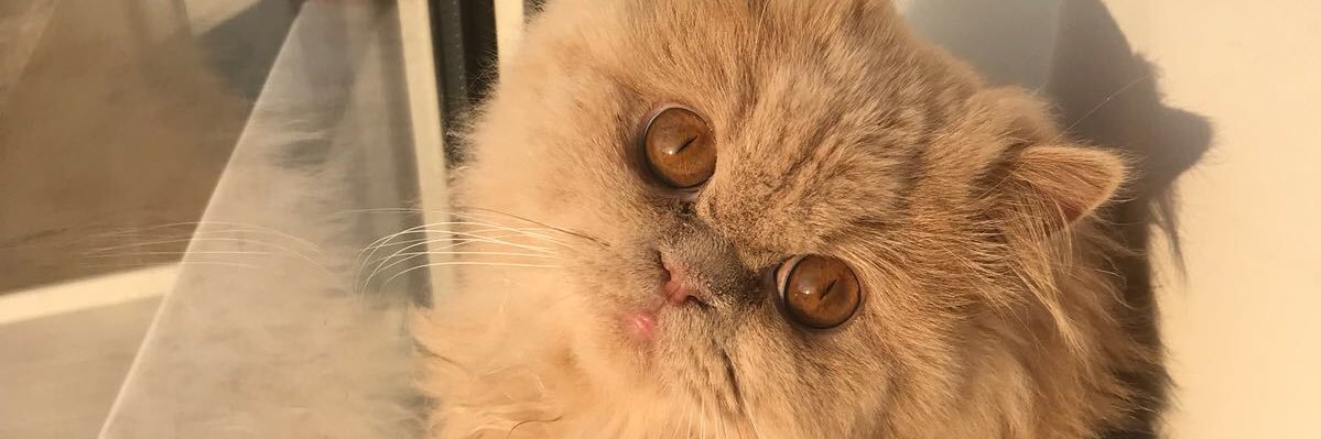semakarann's profile banner image